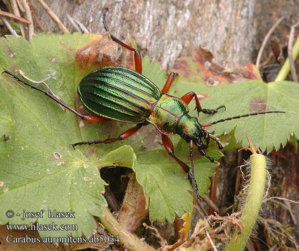 Carabus auronitens Жужелица золотистоблестящая Bystruška zlatá střevlík zlatolesklý Aranyos futrinka Goldglänzender Laufkäfer Biegacz zielonozłoty