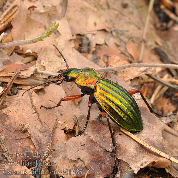 Střevlík zlatolesklý Жужелица золотистоблестящая Carabus auronitens Golden ground beetle Carabe bronzé reflets d'or Goudglanzende loopkever Aranyos futrinka Goldglänzender Laufkäfer Biegacz zielonozłoty Bystruška zlatá