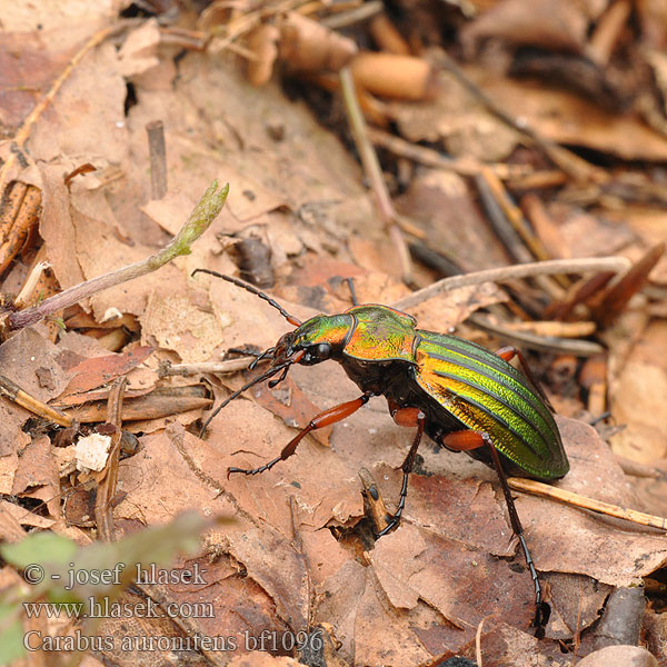 Жужелица золотистоблестящая Carabus auronitens Golden ground beetle Carabe bronzé reflets d'or Goudglanzende loopkever Aranyos futrinka Goldglänzender Laufkäfer Biegacz zielonozłoty Bystruška zlatá Střevlík zlatolesklý