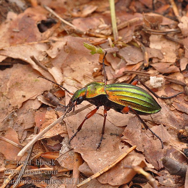 Goldglänzender Laufkäfer Biegacz zielonozłoty Bystruška zlatá Střevlík zlatolesklý Жужелица золотистоблестящая Carabus auronitens Golden ground beetle Carabe bronzé reflets d'or Goudglanzende loopkever Aranyos futrinka