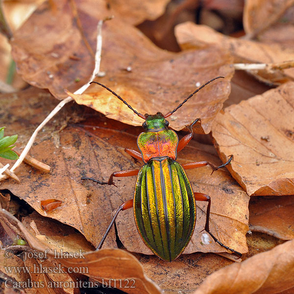 Biegacz zielonozłoty Bystruška zlatá Střevlík zlatolesklý Жужелица золотистоблестящая Carabus auronitens Golden ground beetle Carabe bronzé reflets d'or Goudglanzende loopkever Aranyos futrinka Goldglänzender Laufkäfer