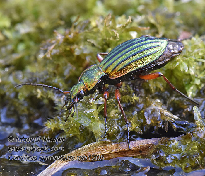 Goldglänzender Laufkäfer Biegacz zielonozłoty Carabus auronitens