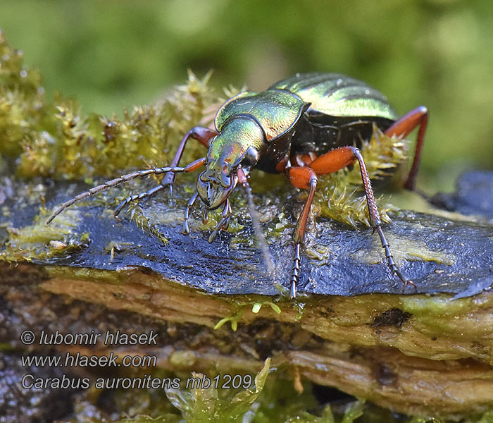 Goudglanzende loopkever Aranyos futrinka Carabus auronitens