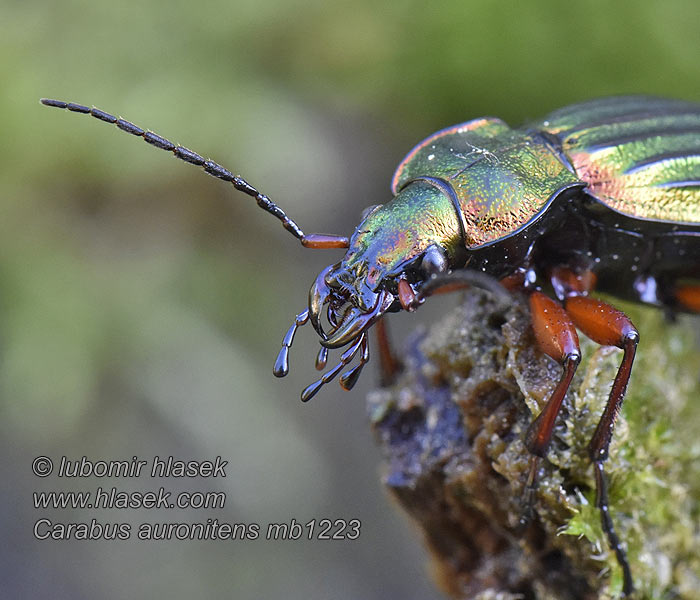 Golden ground beetle Carabe bronzé reflets d'or Carabus auronitens