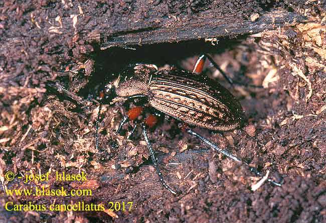 Carabus cancellatus Ragyás futrinka Körnerwarze