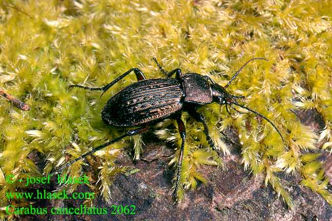 Carabus cancellatus Biegacz wregaty Bystruška medená