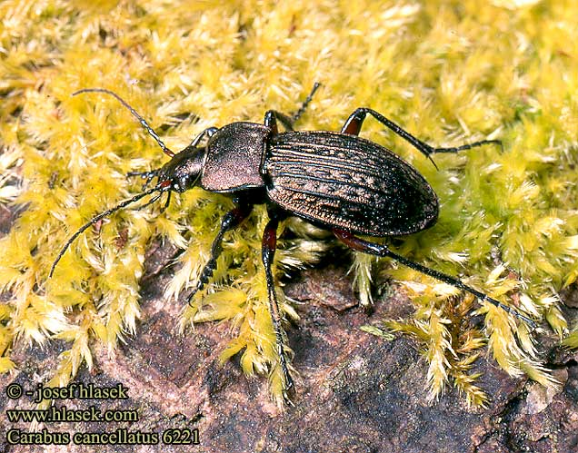 Carabus cancellatus Střevlík měděný Жужелица полевая медная