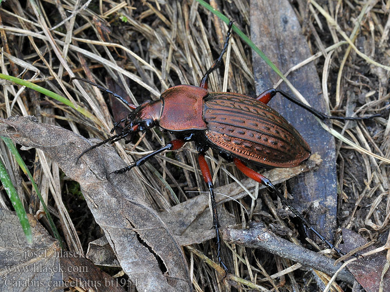 Carabus cancellatus Ragyás futrinka