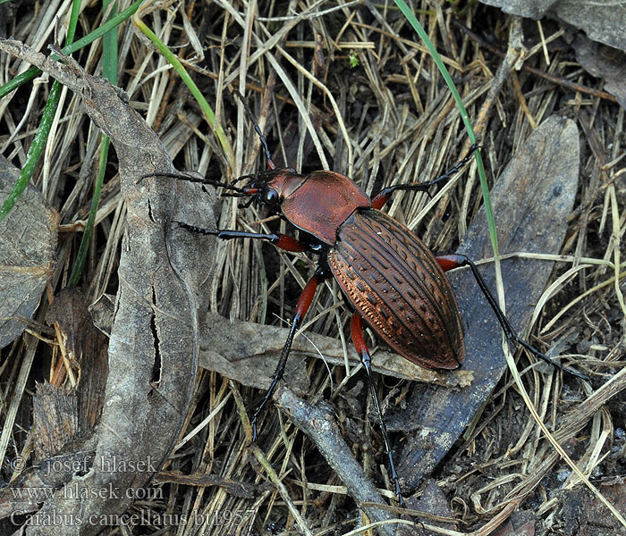 Carabus cancellatus Körnerwarze