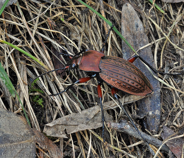 Carabus cancellatus Biegacz wregaty