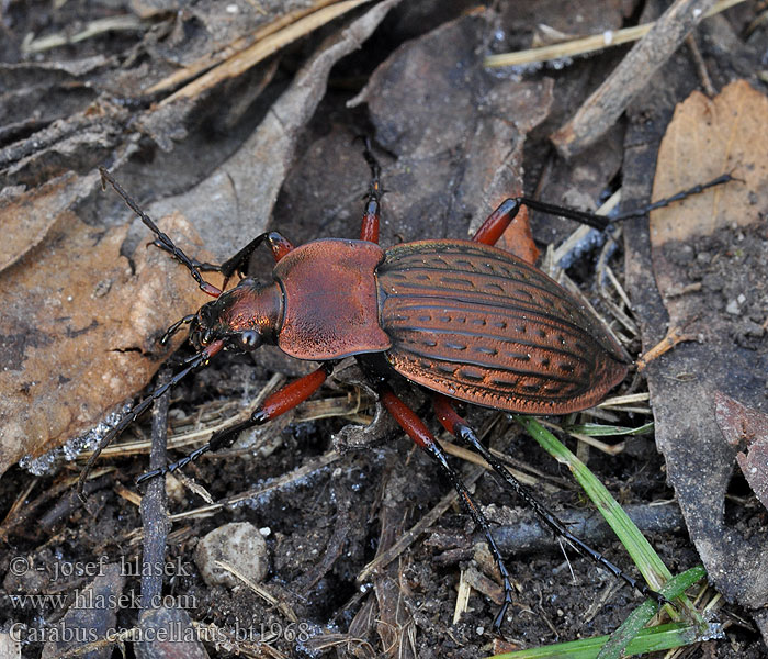 Carabus cancellatus Bystruška medená