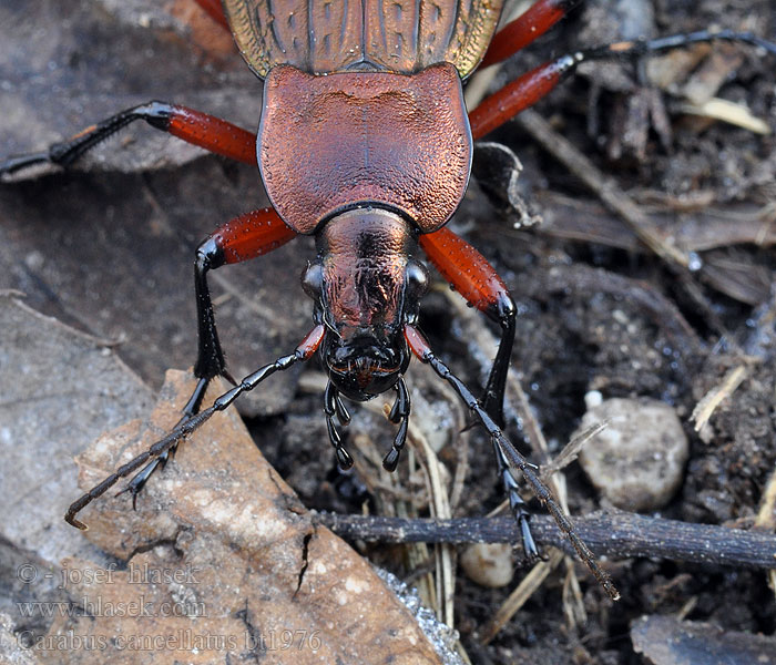 Carabus cancellatus Střevlík měděný