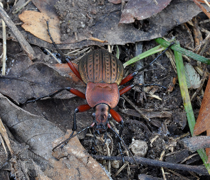 Carabus cancellatus Жужелица полевая медная