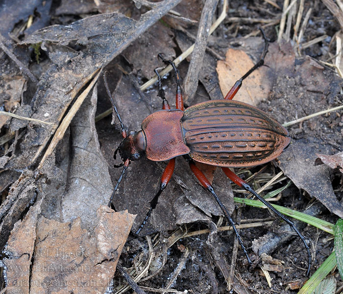 Carabus cancellatus Ragyás futrinka Bystruška medená