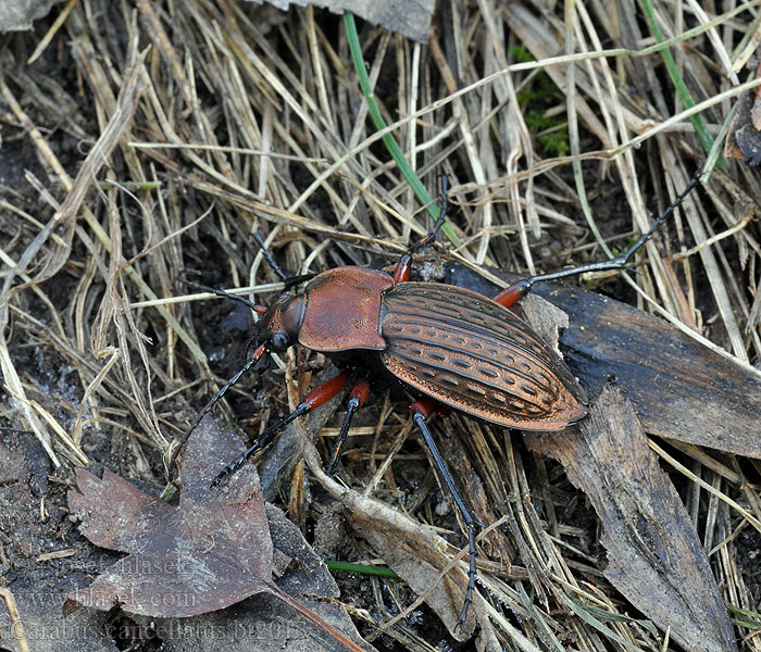 Carabus cancellatus Körnerwarze Střevlík měděný