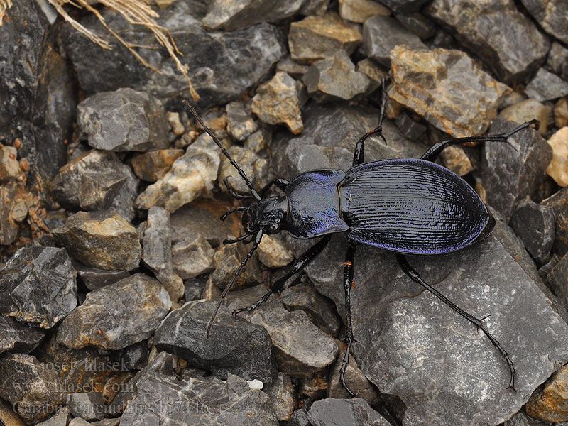 Carabus catenulatus Eucarabus