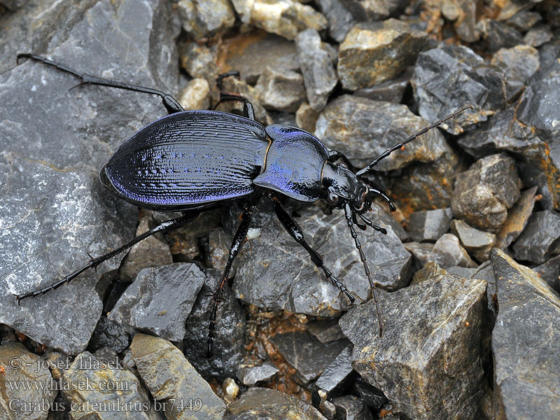 Carabus catenulatus