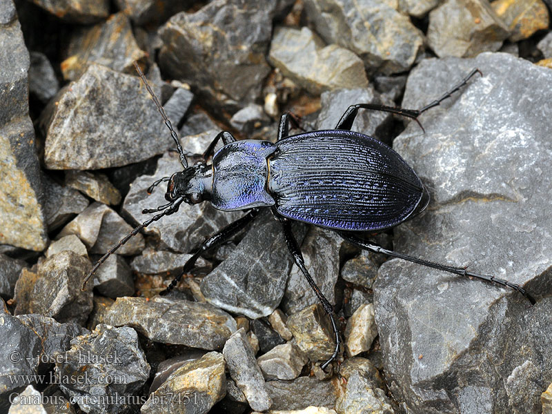 Eucarabus catenulatus