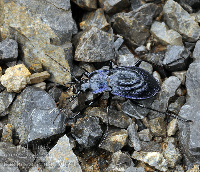 Carabus catenulatus Eucarabus