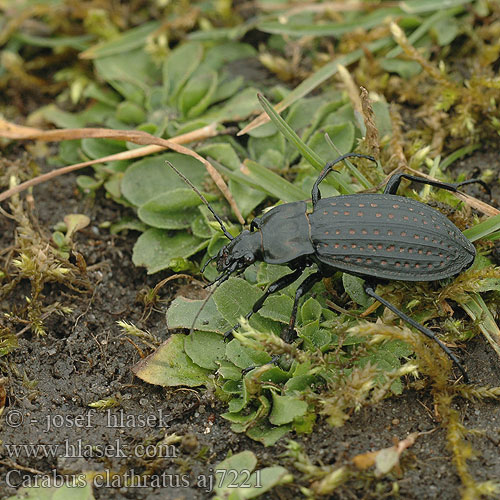 Biegacz clathratus Střevlík mřížkovaný Жужелица золотоямчатая золотистоямчатая Carabus clathratus Getraliede schalebijter Sokszínű futrinka Echten Laufkäfer Großlaufkäfer