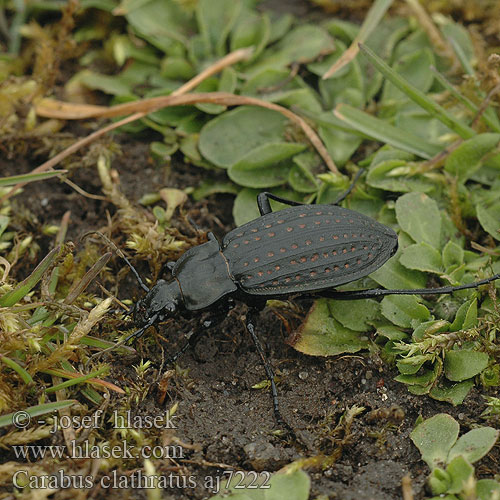 Střevlík mřížkovaný Жужелица золотоямчатая золотистоямчатая Carabus clathratus Getraliede schalebijter Sokszínű futrinka Echten Laufkäfer Großlaufkäfer Biegacz clathratus