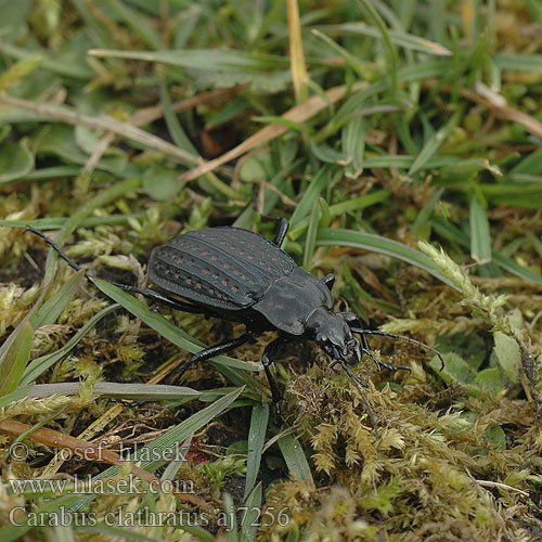 Carabus clathratus Getraliede schalebijter Sokszínű futrinka Echten Laufkäfer Großlaufkäfer Biegacz clathratus Střevlík mřížkovaný Жужелица золотоямчатая золотистоямчатая