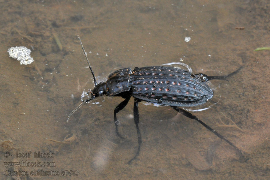 Carabus clathratus