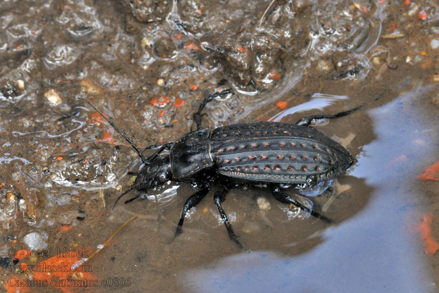 Carabus clathratus