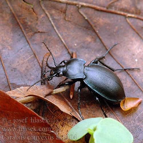 Střevlík vypouklý Жужелица выпуклая Carabus convexus Hvælvet løber Kurzgewölbter Konvexer Laufkäfer Biegacz zwężony