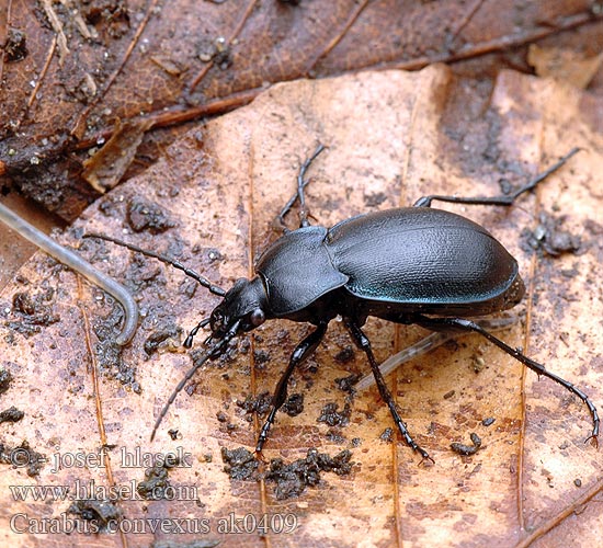 Biegacz zwężony Střevlík vypouklý Жужелица выпуклая Carabus convexus Hvælvet løber Kurzgewölbter Konvexer Laufkäfer