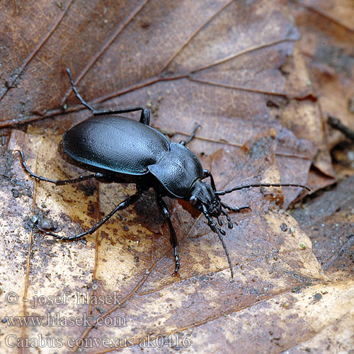 Carabus convexus Hvælvet løber Kurzgewölbter Konvexer Laufkäfer Biegacz zwężony Střevlík vypouklý Жужелица выпуклая