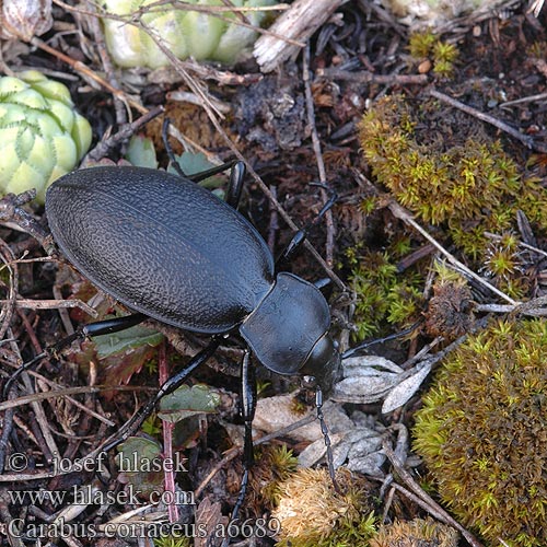 Carabus coriaceus chagriné lederloopkever Carabo coriaceo Bőrfutrinka Lederlaufkäfer Biegacz skórzasty Bystruška kožovitá střevlík kožitý Läderlöpare Lærløper Жужелица шагреневая чёрная Жужаль шчыгрынавы Didysis puošniažygis Leathery carabus Læderløber Carabe