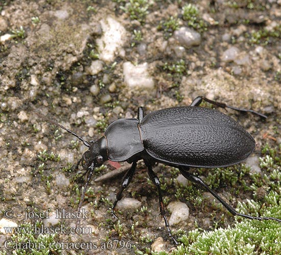 Carabus coriaceus Bőrfutrinka Lederlaufkäfer Biegacz skórzasty Bystruška kožovitá střevlík kožitý Läderlöpare Lærløper Жужелица шагреневая чёрная Жужаль шчыгрынавы Didysis puošniažygis Leathery carabus Læderløber Carabe