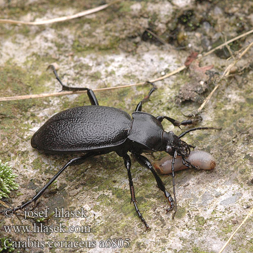 Carabus coriaceus Biegacz skórzasty Bystruška kožovitá střevlík kožitý Läderlöpare Lærløper Жужелица шагреневая чёрная Жужаль шчыгрынавы Didysis puošniažygis Leathery carabus Læderløber Carabe chagriné lederloopkever Carabo coriaceo Bőrfutrinka Lederlaufkäfer