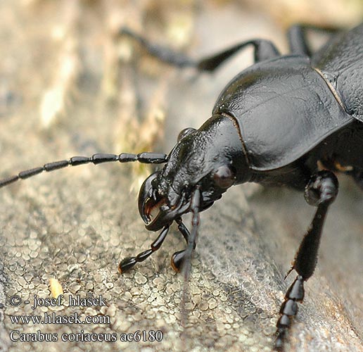 Carabus coriaceus střevlík kožitý Läderlöpare Lærløper Жужелица шагреневая чёрная Жужаль шчыгрынавы Didysis puošniažygis Leathery carabus Læderløber Carabe chagriné lederloopkever Carabo coriaceo Bőrfutrinka Lederlaufkäfer Biegacz skórzasty Bystruška kožovitá