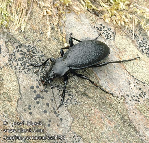 Carabus coriaceus Жужелица шагреневая чёрная Жужаль шчыгрынавы Didysis puošniažygis Leathery carabus Læderløber Carabe chagriné lederloopkever Carabo coriaceo Bőrfutrinka Lederlaufkäfer Biegacz skórzasty Bystruška kožovitá střevlík kožitý Läderlöpare Lærløper