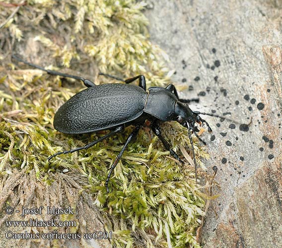 Carabus coriaceus Жужаль шчыгрынавы Didysis puošniažygis Leathery carabus Læderløber Carabe chagriné lederloopkever Carabo coriaceo Bőrfutrinka Lederlaufkäfer Biegacz skórzasty Bystruška kožovitá střevlík kožitý Läderlöpare Lærløper