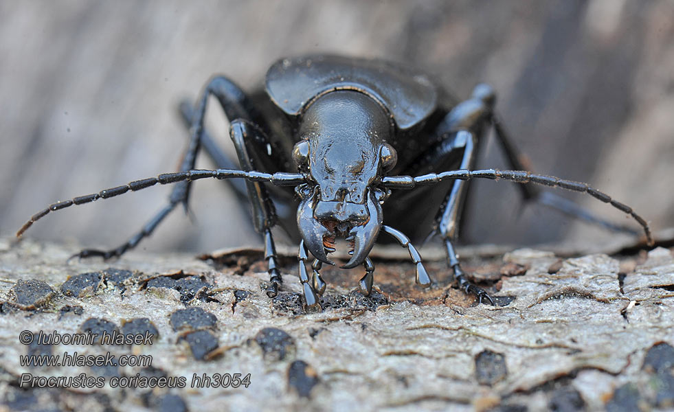 Biegacz skórzasty Bystruška kožovitá Střevlík kožitý Carabus coriaceus