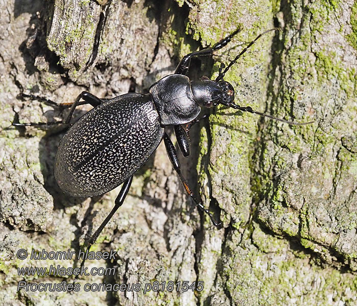 Procrustes Carabo coriaceo Bőrfutrinka Lederlaufkäfer Carabus coriaceus