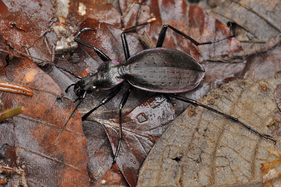 Carabus creutzeri Creutzers Laufkäfer