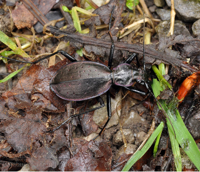 Carabus creutzeri Creutzers Laufkäfer