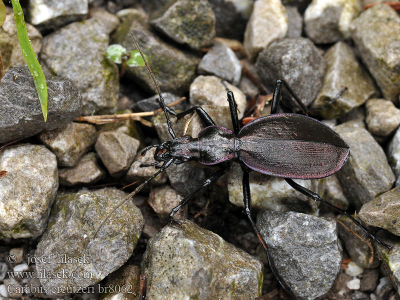 Carabus creutzeri Creutzers Laufkäfer