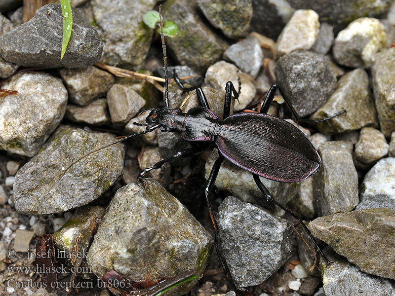 Carabus creutzeri