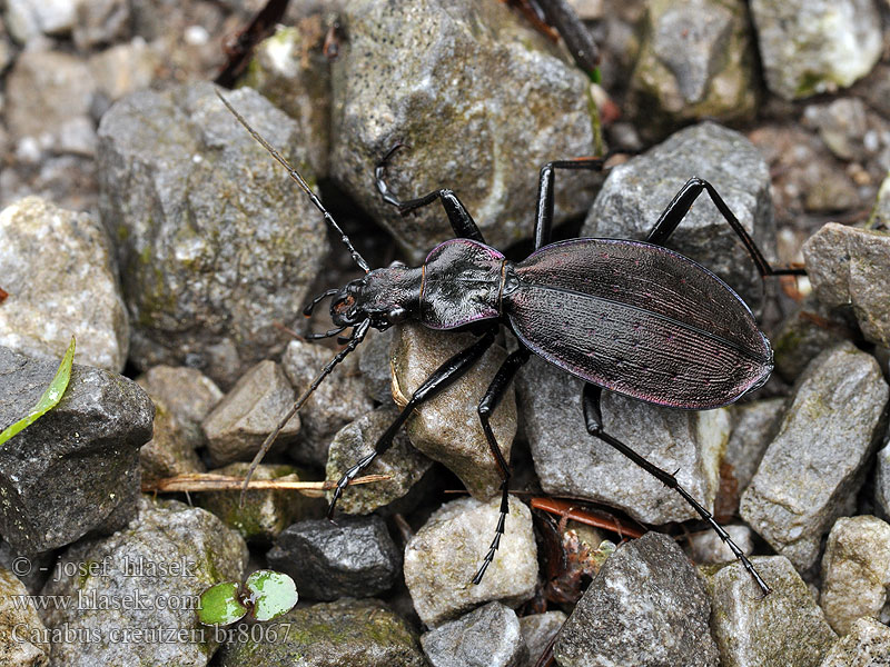 Carabus creutzeri