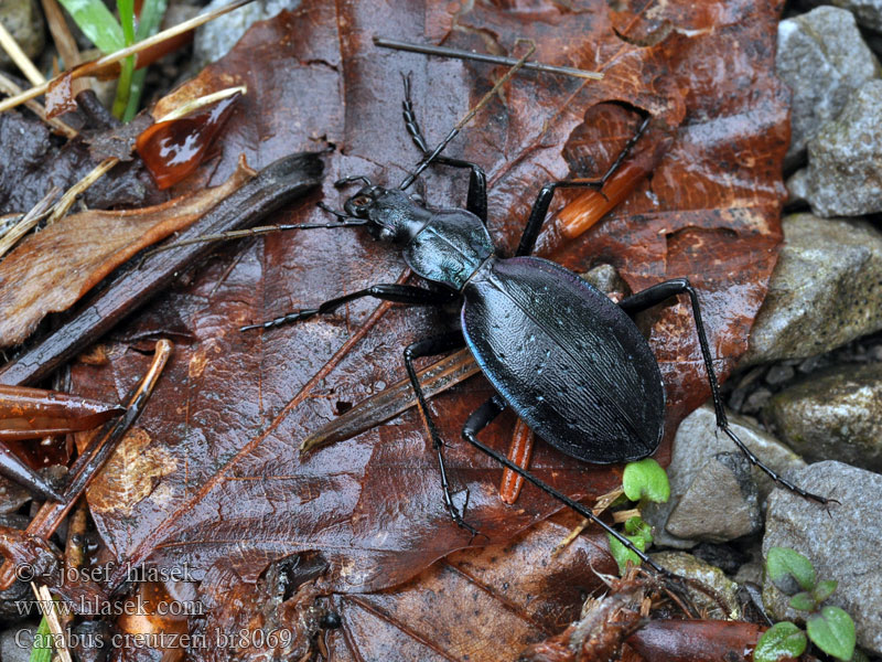 Carabus creutzeri