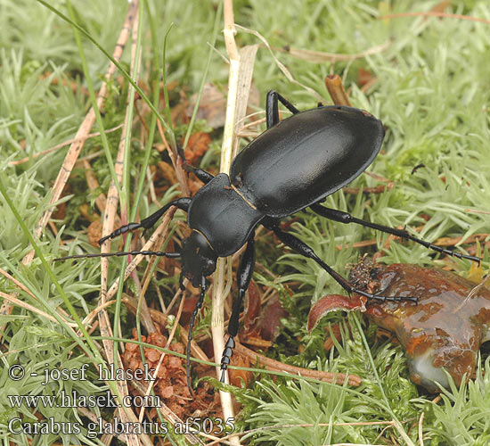 Carabus glabratus Glat løber Carabe glabre Domború futrinka Glatte Laufkäfer Biegacz gładki bystruška hladká střevlík hladký Oreocarabus Жужелица гладкая