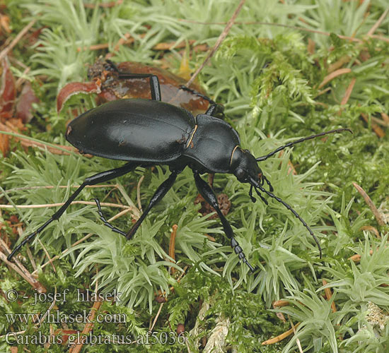 Carabus glabratus Glatte Laufkäfer Biegacz gładki bystruška hladká střevlík hladký Oreocarabus Жужелица гладкая Glat løber Carabe glabre Domború futrinka