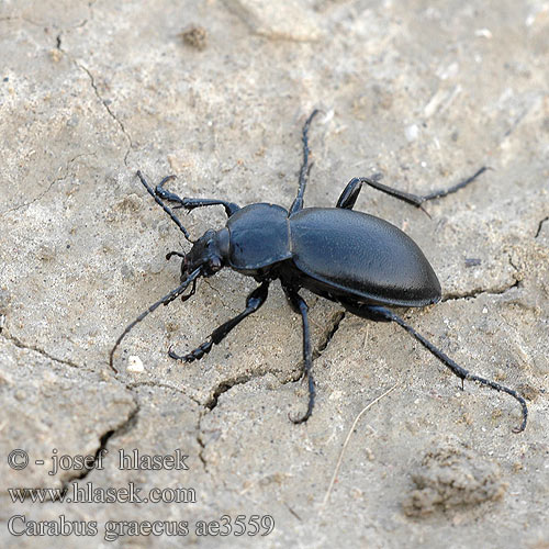 Carabus graecus