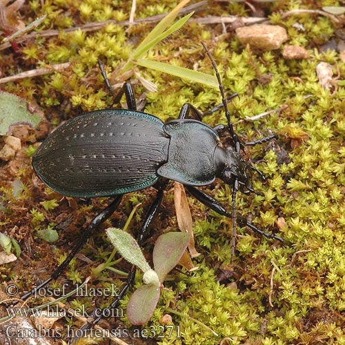 Carabus hortensis Aranypettyes futrinka Gartenlaufkäfer Biegacz ogrodowy Bystruška záhradná Střevlík zahradní Жужелица садовая