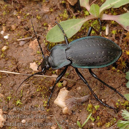 Carabus hortensis Gartenlaufkäfer Biegacz ogrodowy Bystruška záhradná Střevlík zahradní Жужелица садовая Garden carabus Guldpletløber Puistokiitäjäinen Carabe des jardins Aranypettyes futrinka